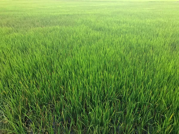 Зелені рисові поля на фермі Таїланду — стокове фото