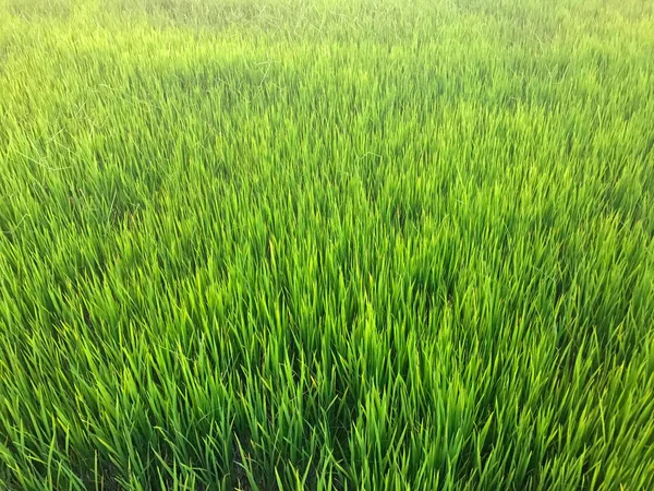 Зелені рисові поля на фермі Таїланду — стокове фото