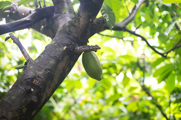 カカオの木から吊るされたカカオ テオブロマカカオ — ストック写真