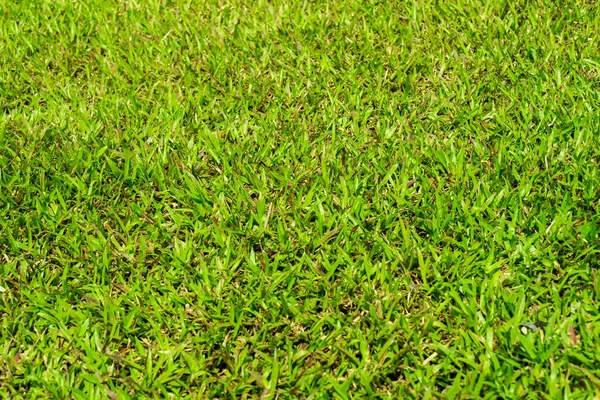 Green Grass View Sunny Day — Stock Photo, Image