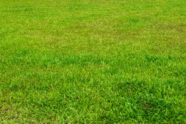 Green Grass View Sunny Day — Stock Photo, Image