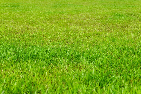 Green Grass View Sunny Day — Stock Photo, Image