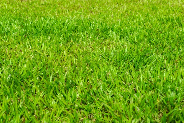 Green Grass View Sunny Day — Stock Photo, Image