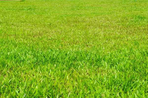 Green Grass View Sunny Day — Stock Photo, Image