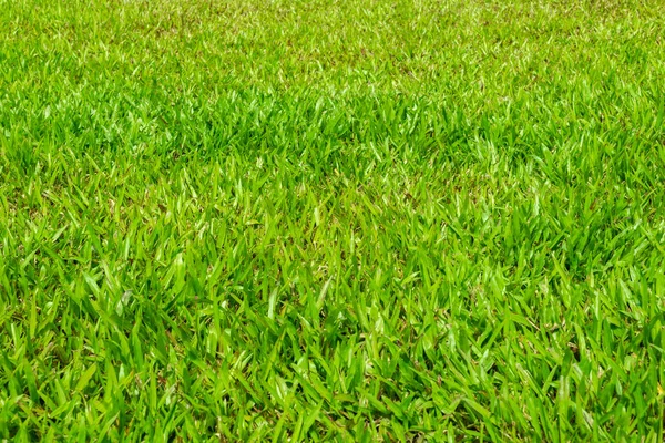 Zielony Widok Trawy Słoneczny Dzień — Zdjęcie stockowe