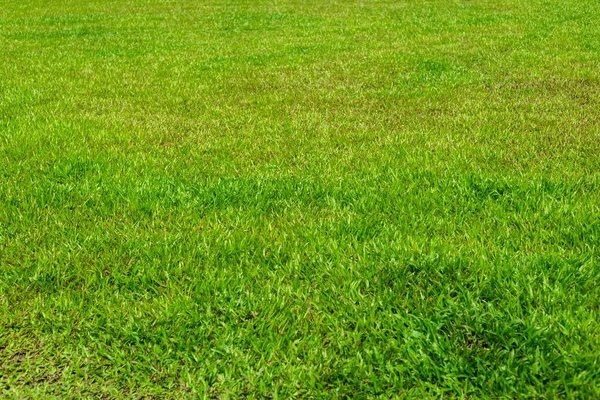 Groen Uitzicht Gras Zonnige Dag Rechtenvrije Stockafbeeldingen