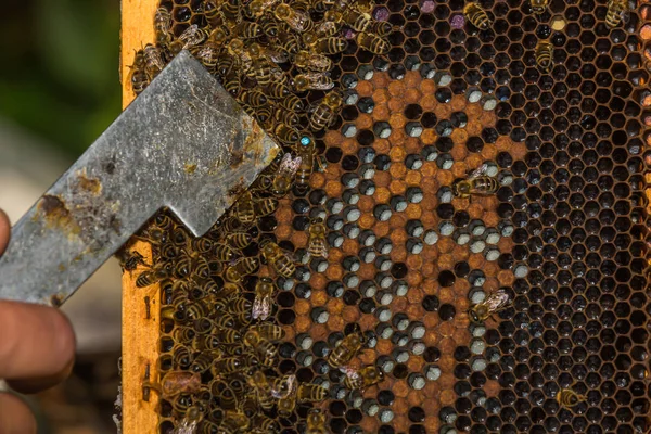 Imker toont gelabelde bee koningin met korf gereedschap — Stockfoto