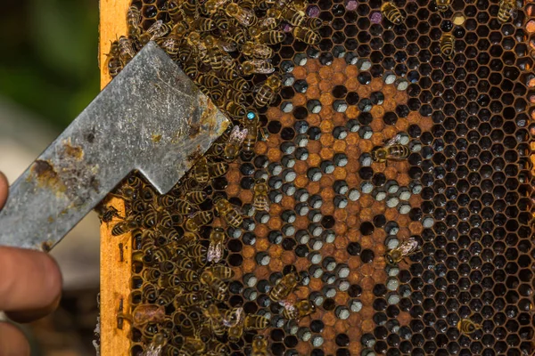 Beekeeper shows labeled bee queen with hive tool — Stock Photo, Image