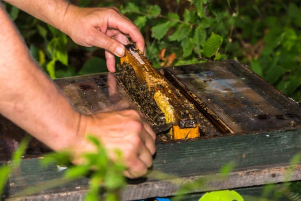 Пчеловод вынимает раму из улья — стоковое фото