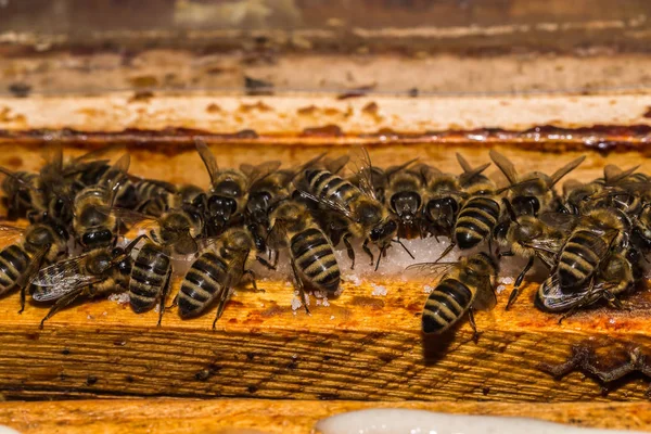 Abeilles lors de l'alimentation avec du saccharose sur des cadres dans la ruche — Photo