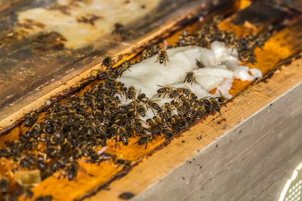 Beaucoup d'abeilles prennent un saccharose de l'apiculteur — Photo