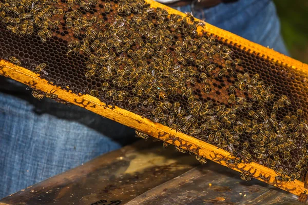 Rainha abelha marcado azul entre as abelhas — Fotografia de Stock