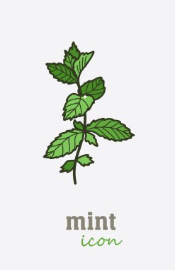 Nane vektör simgesi. Sebze yeşil yaprakları