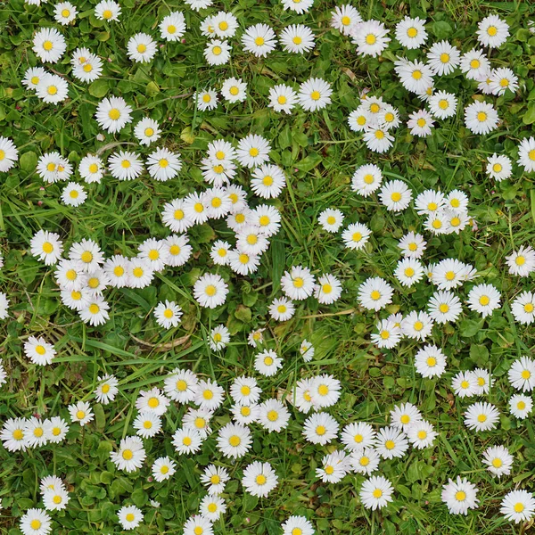 白色的花朵在草坪上查看无缝纹理背景 — 图库照片