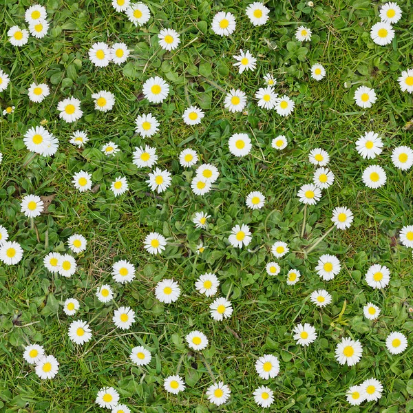 Flores blancas en el césped vista superior sin costuras textura de fondo —  Fotos de Stock