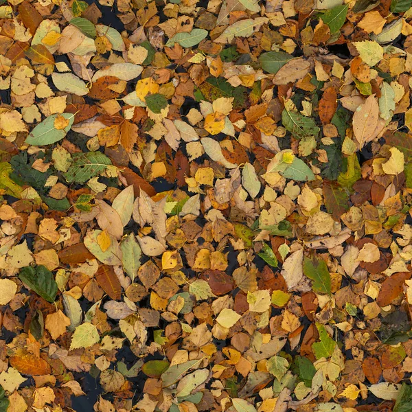 Осенние желтые листья на бесшовном фоне воды — стоковое фото