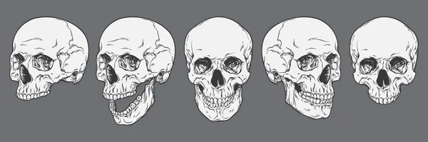 Calaveras humanas anatómicamente correctas aisladas. Ilustración de vectores de arte dibujado a mano — Archivo Imágenes Vectoriales