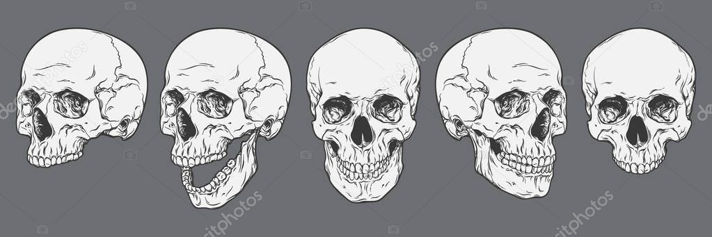 Anatomically correct human skulls set isolated. Hand drawn line art vector illustration