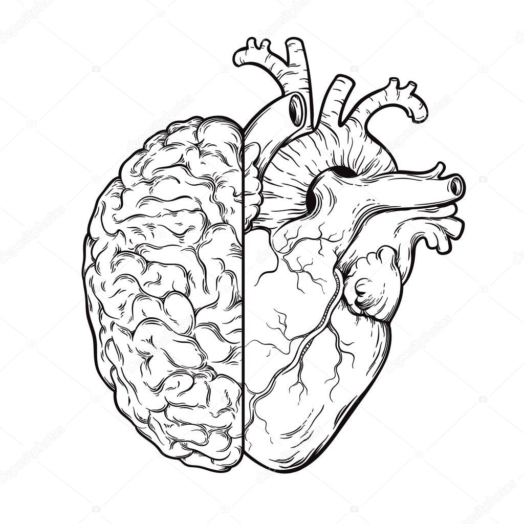 Hand drawn line art human brain and heart halfs - Logic and emotion priority concept. Print or tattoo design isolated on white background vector illustration.