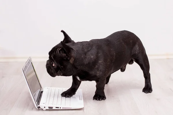 Französische Bulldogge hinter einem Laptop — Stockfoto