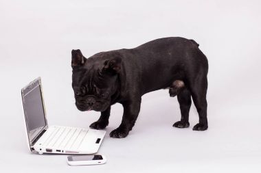 Fransız bulldog köpek arkasında bir dizüstü bilgisayar