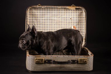 Fransız buldozer bavul içinde