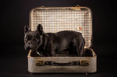 Fransız buldozer bavul içinde