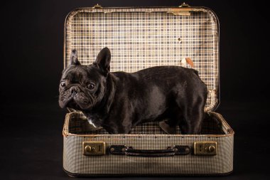 Fransız buldozer bavul içinde