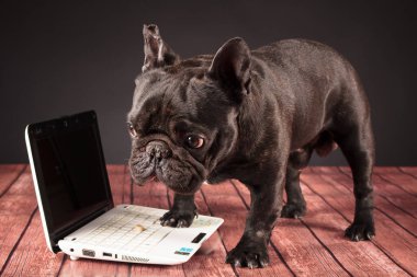 Fransız bulldog köpek arkasında bir dizüstü bilgisayar