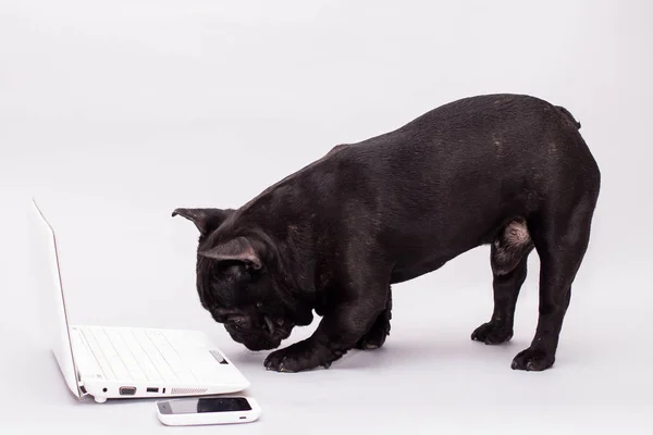 French bulldog dog behind a laptop — Stock Photo, Image