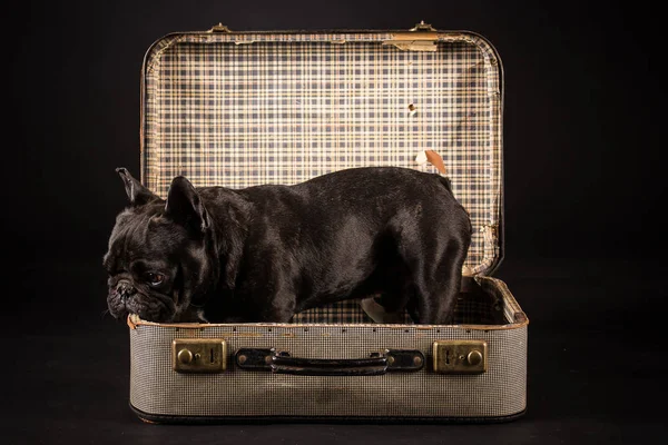 Französische Bulldogge im Koffer — Stockfoto