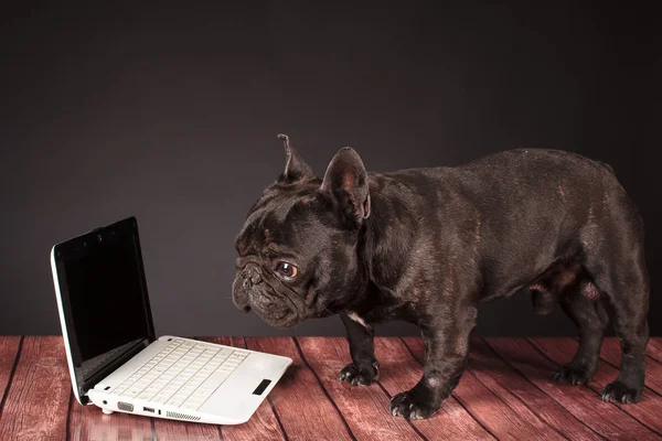 Cane bulldog francese dietro un computer portatile — Foto Stock