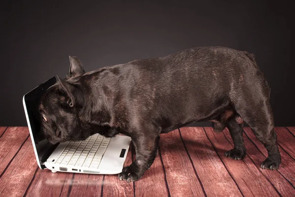 french bulldog dog behind a laptop