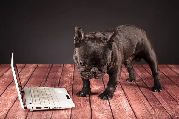 Französische Bulldogge hinter einem Laptop — Stockfoto