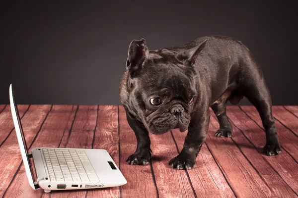 Französische Bulldogge hinter einem Laptop — Stockfoto