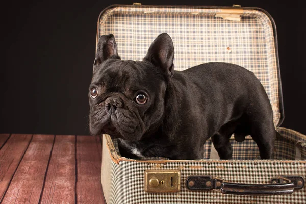 Französische Bulldogge im Koffer — Stockfoto