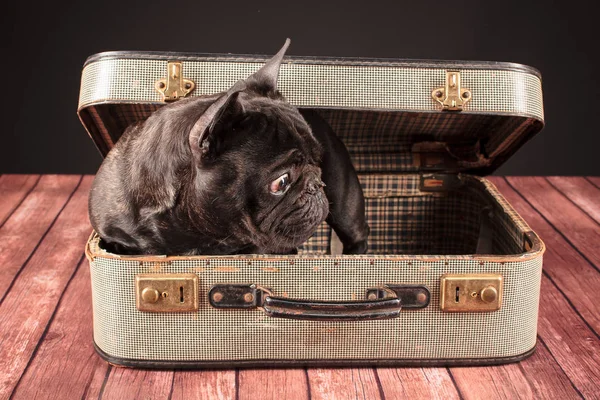 Französische Bulldogge im Koffer — Stockfoto