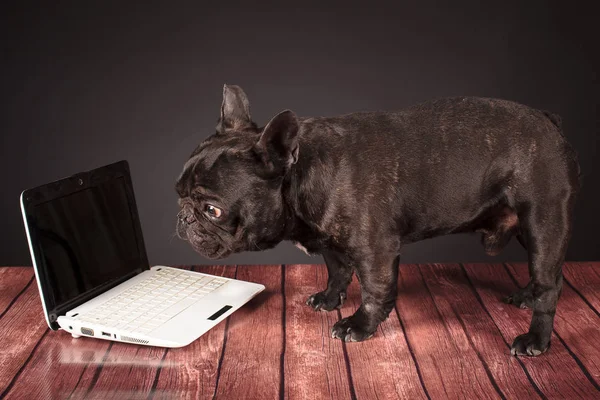 french bulldog dog behind a laptop