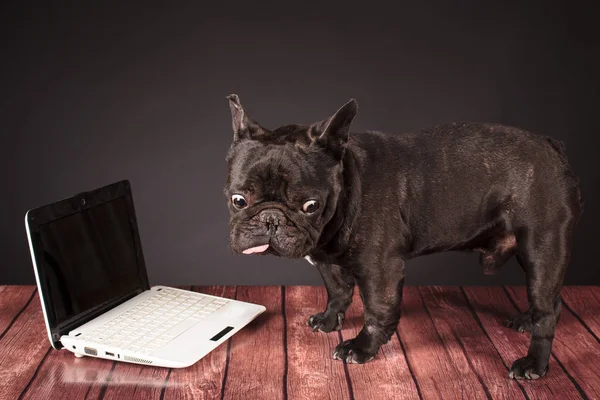 Bulldog francés perro detrás de un ordenador portátil —  Fotos de Stock