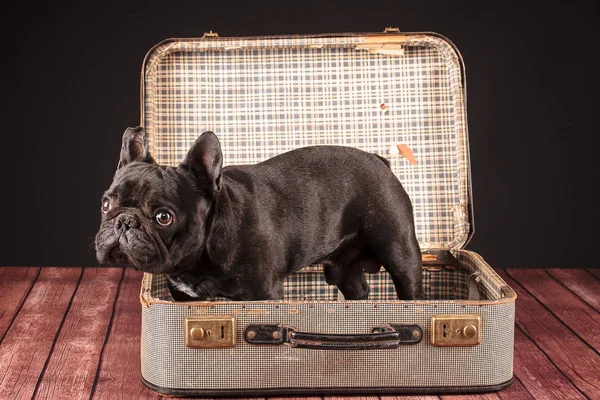 Bulldog francês na mala — Fotografia de Stock