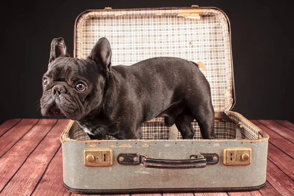 Bulldog francês na mala — Fotografia de Stock