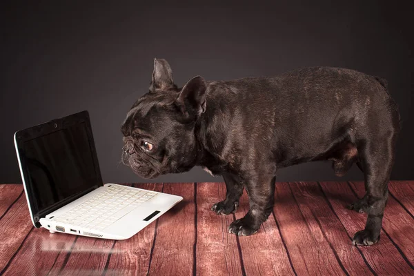 Französische Bulldogge hinter einem Laptop — Stockfoto