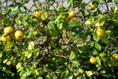 Bush ile meyve bir ayva Japonca (Chaenomeles japonica (lanatus.) Lindl. Spach EX)