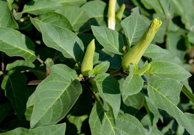 Uyuşturucu Hint (zararsız) (Datura inoxia Mill.), bir bitkinin tomurcukları ile