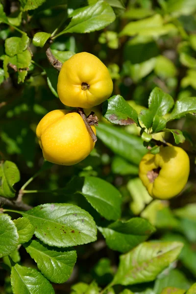 Banco entre arbustos de una svidina blanca (Derain, es torcida) poecilofilo (Cornus (Swidina) alba L. "Variegaya ") — Foto de Stock