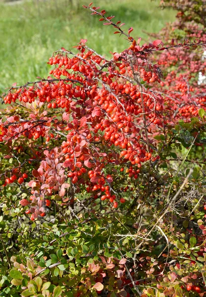 Tunberg'ın kızamık (Berberis thunbergii Dc.), bir şube kırmızı yaprakları ve meyveleri ile — Stok fotoğraf