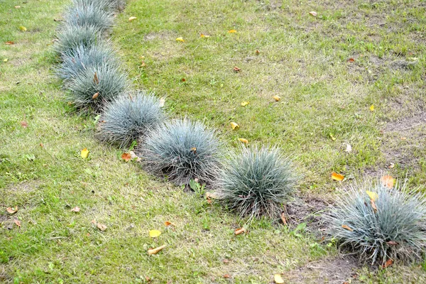 Le bleu fétuque (gris) (Festuca cinerea) pousse sur une pelouse — Photo