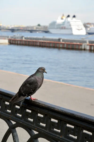 The blue rock pigeon (Columba livia Gmelin) sits on Neva Embankment parapet. St. Petersburg — ストック写真