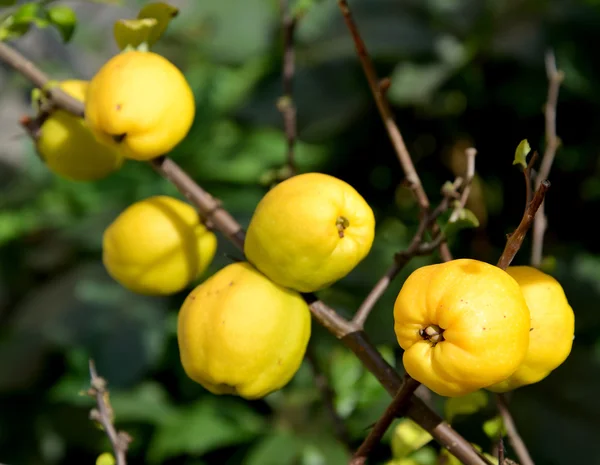 Frutos maduros de um marmelo japonês (Chaenomeles japonica (Thunb.) Lindl. ex Spach) num ramo — Fotografia de Stock