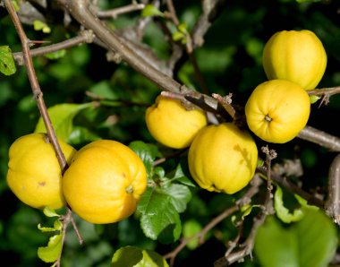 Olgun meyve bir Ayva Japonca (Chaenomeles japonica (lanatus.) Lindl. Spach ex), yakın çekim